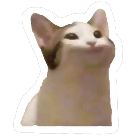 popcat click funny cute cat meme sticker   funny cute cats cat