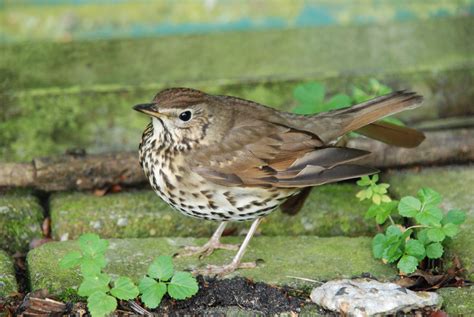 Free Images Nature Wildlife Green Beak Fauna Vertebrate Thrush