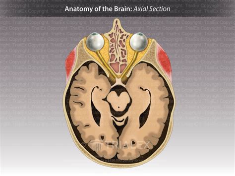 Axial Cut Away View Of Skull Revealing Brain Trialquest Inc