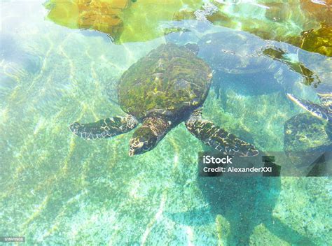 Tortoise Underwater Stock Photo - Download Image Now - Horizontal ...