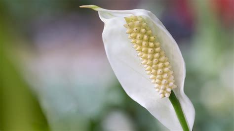 D Couvrir Kuva Lirio Da Paz Flor Thptnganamst Edu Vn