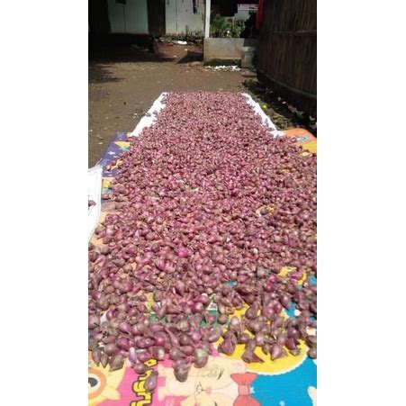 Jual Bawang Merah Brebes Super Kering Shopee Indonesia