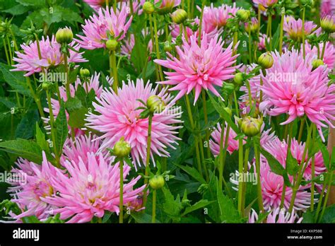 Close Up Of Dahlia Park Princess In A Cottage Flower Garden Stock