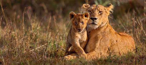 Safari Observa O Da Vida Selvagem Setor Que Cresce Na Frica Do Sul