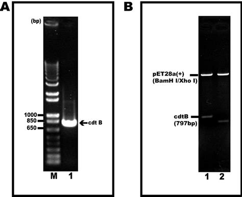 Cloning Of Cdtb Gene Of A Actinomycetemcomitans Y4 A The Gene For