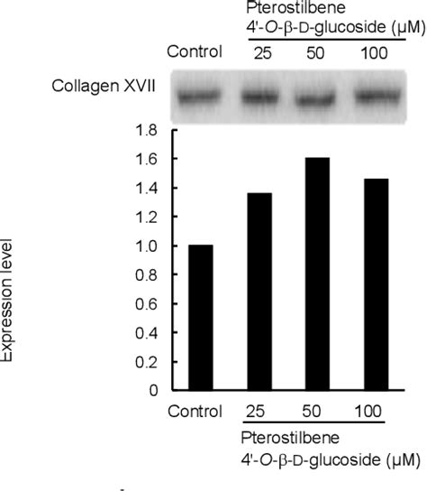 Figure 2 From Pterostilbene And Its Glucoside Induce Type XVII Collagen