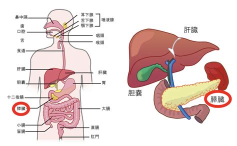 膵臓の疾患 にしだ 内科・外科クリニック