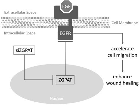 Figure From Rnai Based Gene Therapy Targeting Zgpat Promotes Egf