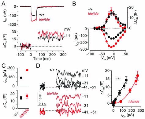 The Properties Of Exocytosis In Tasmanian Devil Ihcs A I Ca And Δc M