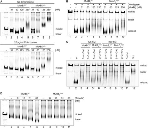 The Mukbtopoisomerase Iv Interaction Is Required For Proper Chromosome