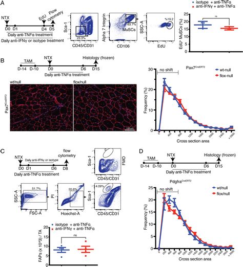 Tnfα And Ifnγ Cooperate For Efficient Pro To Anti Inflammatory Transition Of Macrophages During