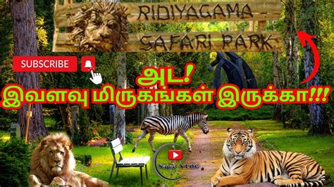 Ridiyagama Safari Park Sri Lanka Safari Experience Youtube