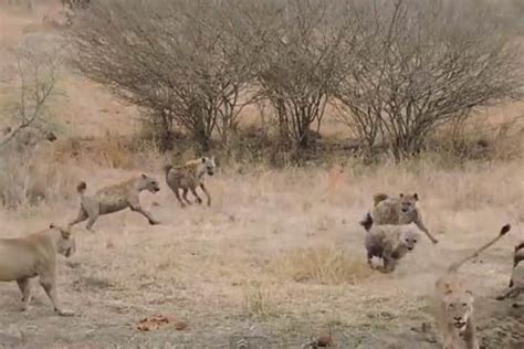 VIDEO: Lions battle a horde of shrieking hyenas over a meal | predator ...