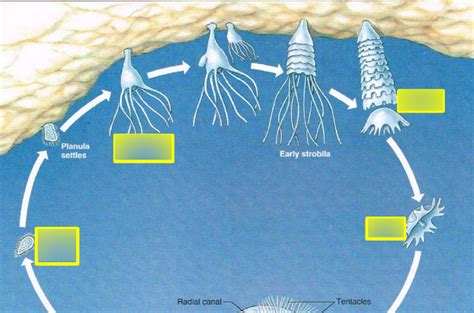 Aurelia Life Cycle Diagram Quizlet