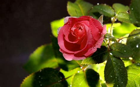 Rose Screensavers Wallpaper - WallpaperSafari