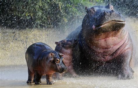 Hippo Full HD Wallpaper And Background Image 2900x1867 ID 649363