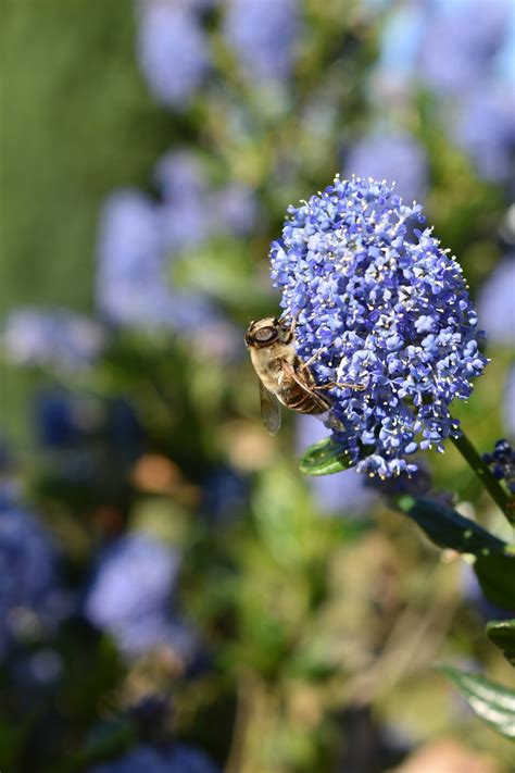 Inseto Abelha Entomologia Foto Gratuita No Pixabay Pixabay