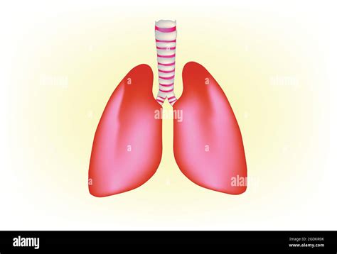 Anatomy Of Human Lung Human Lung Structure Biological Illustration Of