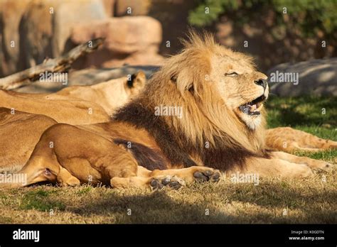 Lion Resting At Sun Stock Photo Alamy