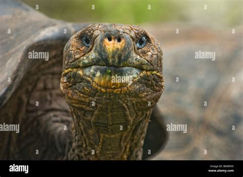 La Faune Sauvage Tortue G Ante Des Galapagos Tortue Testudo