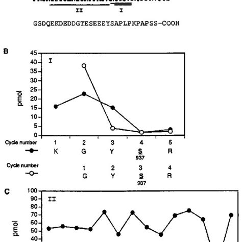 Amino Acid Sequence Analysis Of PAM COOH Terminal Domain Phosphorylated