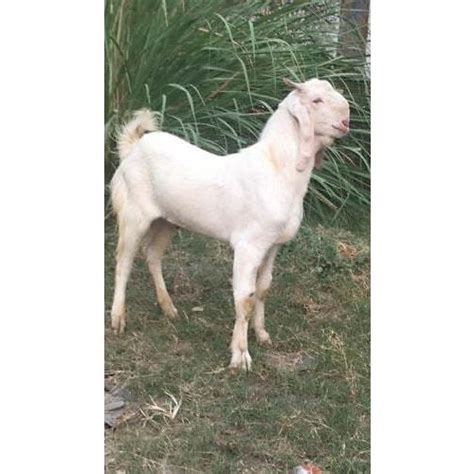 goat wholesale price mandi rate  bakri