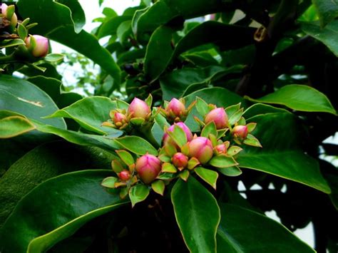 Ora pro nóbis saiba como cultivar em casa planta proteica Metrópoles