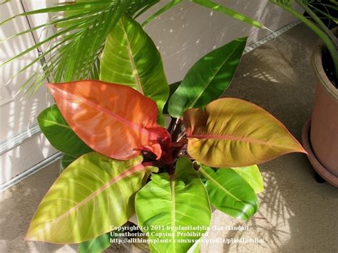 Philodendrons Plant Care And Collection Of Varieties