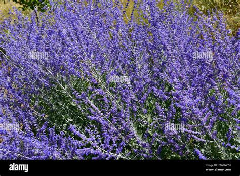 Perovskia hi-res stock photography and images - Alamy