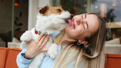 Toma Nota Qu Significa Que Mi Perro Lama Mi Cara Seg N Los Veterinarios