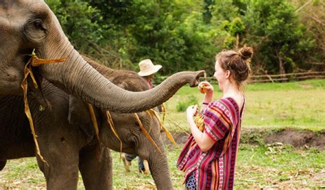 Phuket Elephant Jungle Sanctuary Visit Half Day