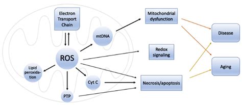 Antioxidants Free Full Text Oxidative Stress And Antioxidants In