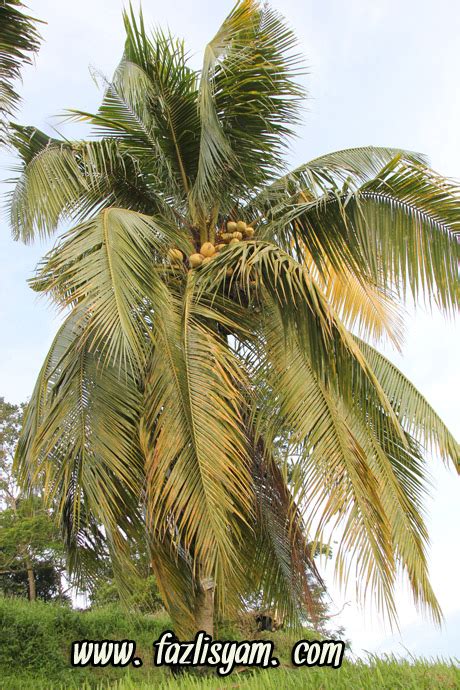 Pokok Kelapa dan Pantun | Segalanya Tentang Tumbuhan...