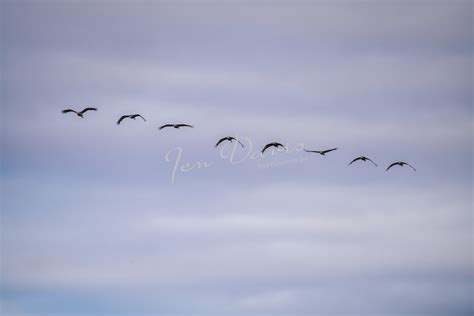 Sandhill Crane Pictures Pictures Of Sandhill Crane For Sale Bird