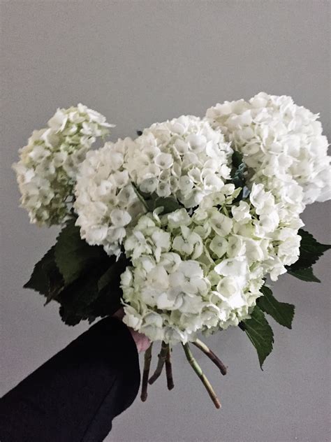 HOW TO REVIVE WILTED CUT HYDRANGEAS — O&Y Studio