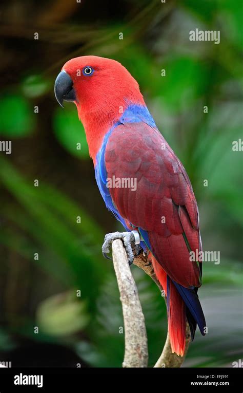 Female Eclectus Parrot