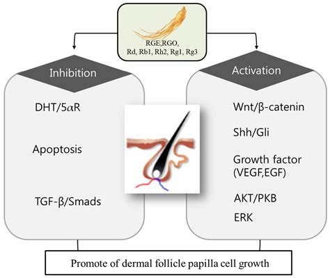 Ijms Free Full Text Hair Growth Potential Of Ginseng And Its Major Metabolites A Review On