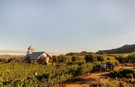 Qué hacer y cómo vivir la ruta del vino en Baja California Viajes