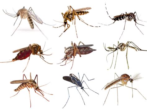 Types Of Mosquitoes And Diseases Uk Stockists Tratenor Es