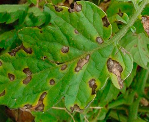 Manchas marrónes Más de 1000 PLANTAS Y FLORES del mundo