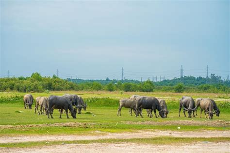 Buffalo Vietnam Long Uma Província Na Margem Do Rio Com Grama Verde