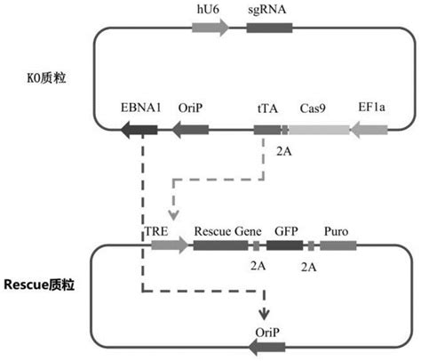 一种在细胞系中条件性敲除必需基因的方法与流程