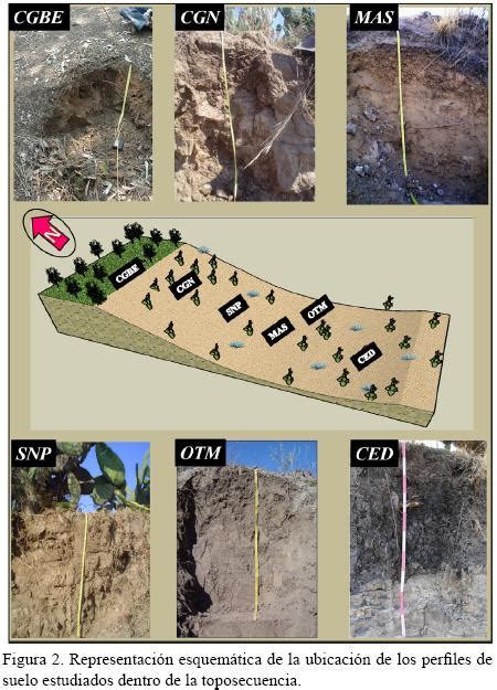 Mineralog A Magn Tica De Suelos Volc Nicos En Una Toposecuencia Del