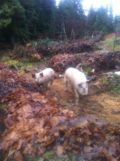 Cheech And Chong Playing Between The Hugel Beds First Class Landrace