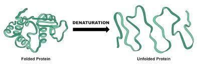 Proteina Desnaturada - Desnaturação; ocorre quando a proteína perde sua estrutura secundária e ...