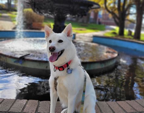 Relaxation Protocol • Your Happy Dog Coach