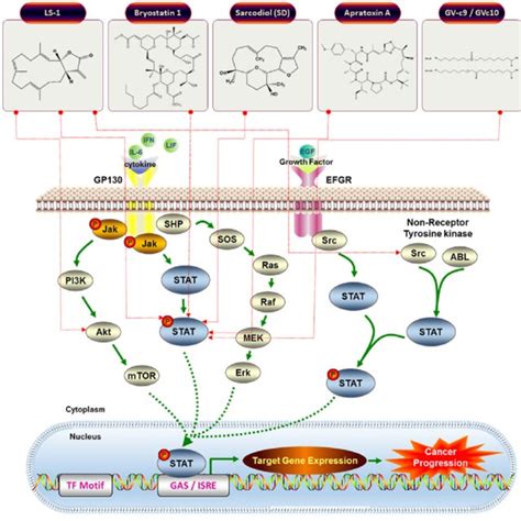 Schematic Models For Jak Stat Cell Signaling Pathway And The Inhibitory