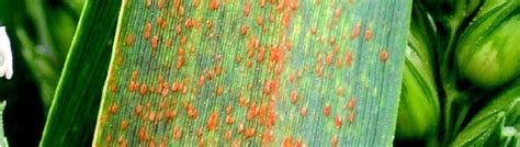 Integrated Pest Management Ipm Of Cereal Diseases Ahdb