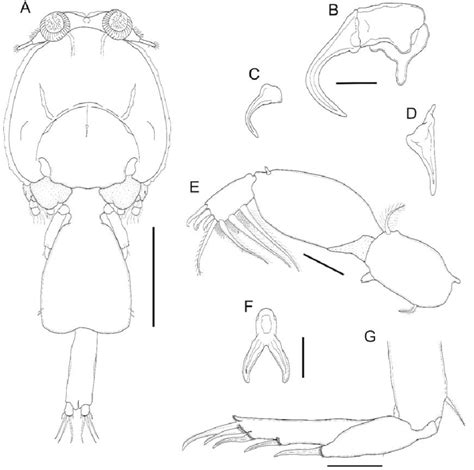 Caligus Asperimanus From Brazil Adult Female A Habitus Dorsal Download Scientific Diagram