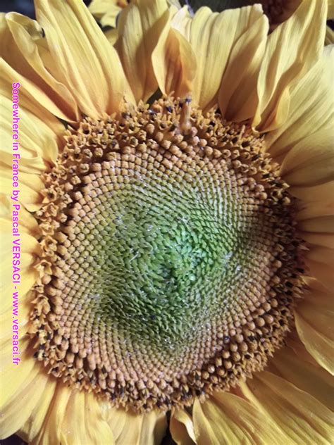 Sunflowers At Echilleuses By Pversaci Pascal Versaci Flickr